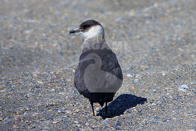 Parasitic Jaeger (Stercorarius parasiticus) taken the 10/06/2022 at Nome - Alaska. stock-image by Agami/Nicolas Bastide,