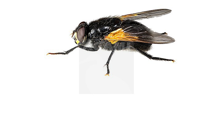 Noon Fly, Mesembrina meridiana stock-image by Agami/Wil Leurs,