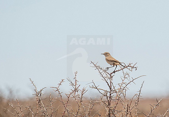 Tractrac Chat (Emarginata tractrac) in South Africa. stock-image by Agami/Pete Morris,