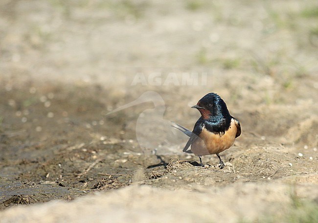 A  transivita/savignii lookalike Barn Swallow (Hirundo rustica). Adult type with dark orange-red underparts. stock-image by Agami/Fred Visscher,