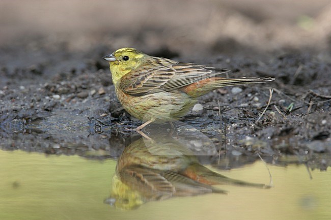 Yellowhammer male standing on the ground; Geelgors man zittend op de grond stock-image by Agami/Menno van Duijn,