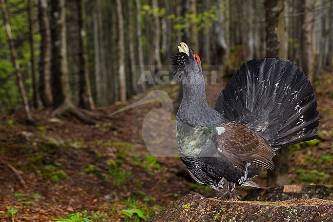 Capercaillie; Auerhoen stock-image by Agami/Alain Ghignone,