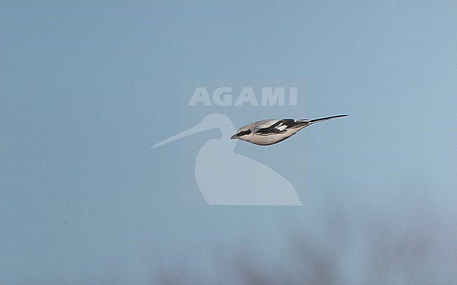 Great Grey Shrike (Lanius excubitor excubitor) adult in flight in Nordsjælland, Denmark stock-image by Agami/Helge Sorensen,