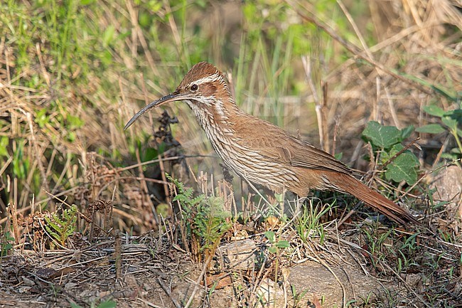 Scimitar-billed Woodcreeper (Drymornis bridgesii) at Cuesta Blanca, Argentina.  Reminds me of the Hoopoe in Africa and Eurasia. stock-image by Agami/Tom Friedel,