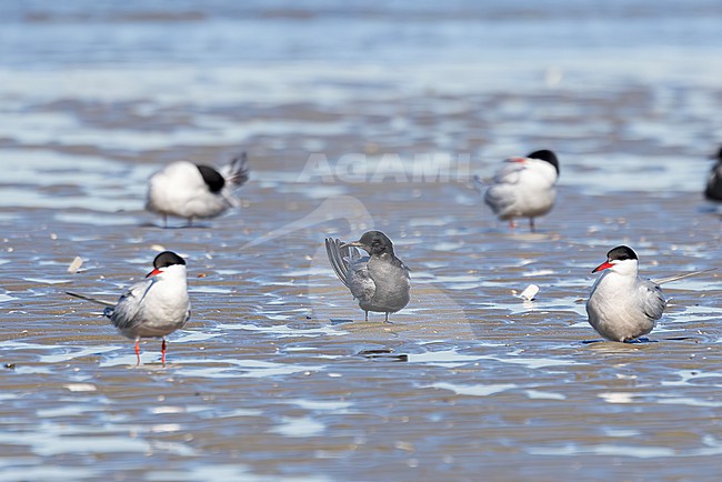 A Black Tern (Chlidonias niger) is seen sitting on the beach preening together with a Common Terns (Sterna hirundo) at the Dutch coast near IJmuiden. The size difference can be nicely seen here. stock-image by Agami/Jacob Garvelink,