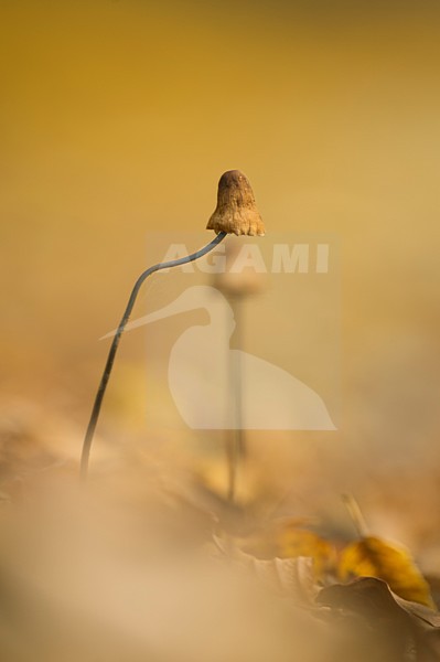  stock-image by Agami/Rob de Jong,