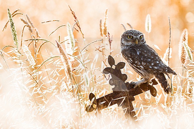 Little Owl (Athene noctua) in Italy. Photographed with beautiful backlight. stock-image by Agami/Daniele Occhiato,