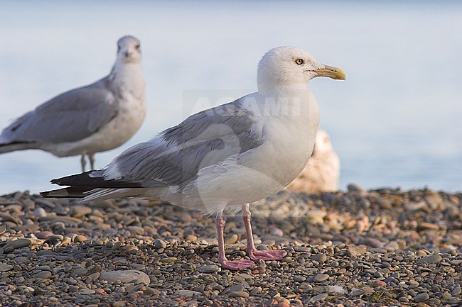 American Herring Gull, Amerikaanse Zilvermeeuw (Larus Smithonianus) from North America; stock-image by Agami/Glenn Bartley,