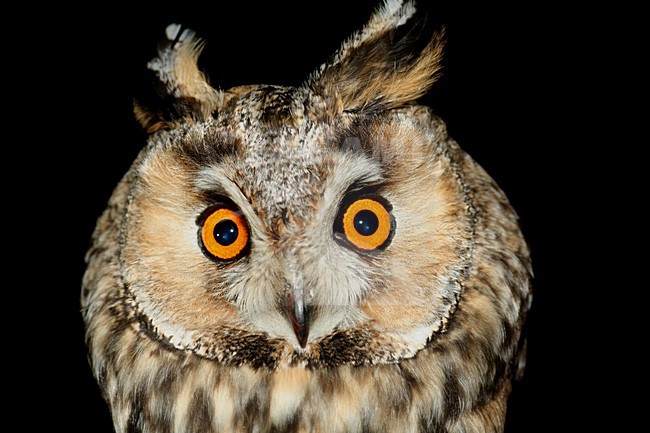 Ransuil wordt onderzocht, Long-eared Owl researched stock-image by Agami/Theo Douma,