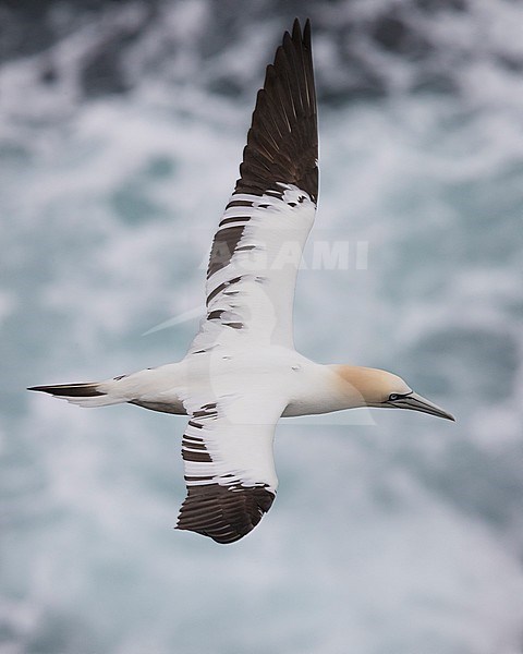 Northern Gannet (Morus bassanus), immature in flight stock-image by Agami/Saverio Gatto,