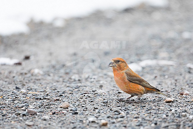 Common Crossbill - Fichtenkreuzschnabel - Loxia curvirostra ssp. curvirostra, Germany, adult male, Type N3 stock-image by Agami/Ralph Martin,