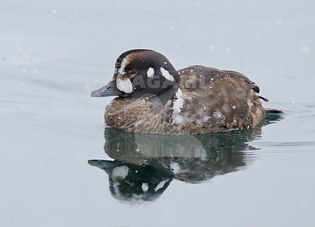 Harlekijneend, Harlequin Duck 2cy male (Histrionicus histrionicus) Hokkaido Japan February 2014 stock-image by Agami/Markus Varesvuo,