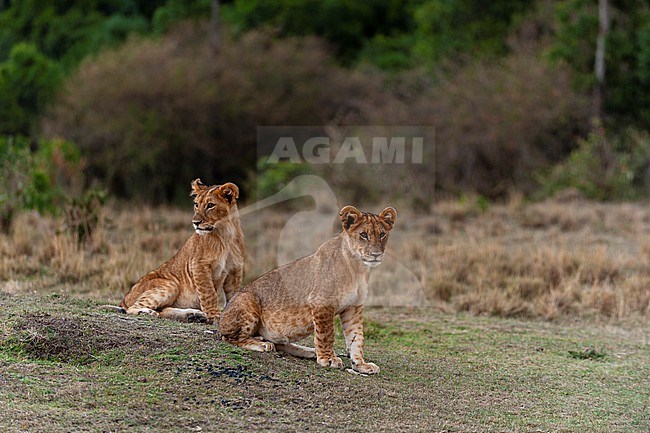 Portrait of two young lions, Panthera leo. Masai Mara National Reserve, Kenya. stock-image by Agami/Sergio Pitamitz,