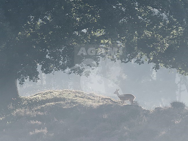 Roe deer in morning fog in the heathland stock-image by Agami/Rob Riemer,