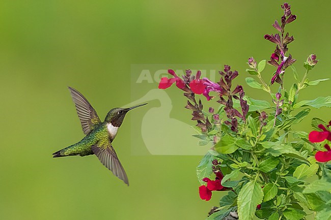 Adult male
Galveston Co., TX
May 2023 stock-image by Agami/Brian E Small,