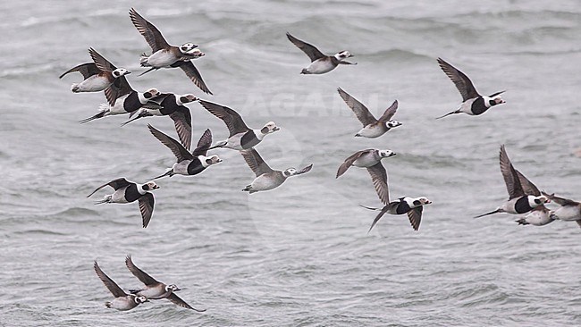 Large flock of Long-tailed Duck (Clangula hyemalis), male and female, winter plumage, in flight. stock-image by Agami/Lennart Verheuvel,