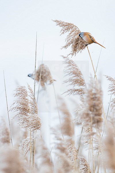 Bearded Reedling - Bartmeise - Panurus biarmicus ssp. biarmicus, Germany, adult male stock-image by Agami/Ralph Martin,