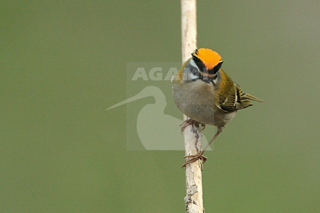 Firecrest perched on a branch; Vuurgoudhaan zittend op een tak stock-image by Agami/Harvey van Diek,