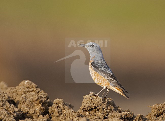 Rufous-tailed Rock Thrush adult male standing; Rode Rotslijster volwassen man staand stock-image by Agami/Jari Peltomäki,