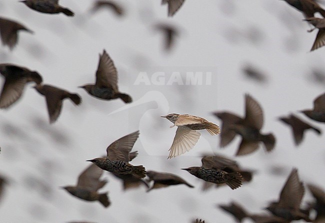 A biscuit coloured Common Starling (Sturnus vulgaris) in flight in a flock of starlings at Neeltje Jans in the Netherlands. stock-image by Agami/Kris de Rouck,