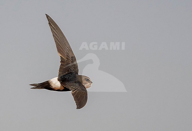 Horus Swift (Apus horus) in the new found colony at Podor, in het extreme north of Senegal n February stock-image by Agami/Eduard Sangster,