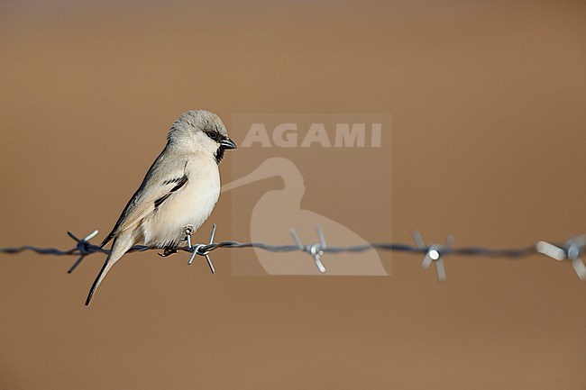 Male Desert Sparrow (Passer simplex) in Sahara desert near Merzouga in Morocco. stock-image by Agami/Chris van Rijswijk,