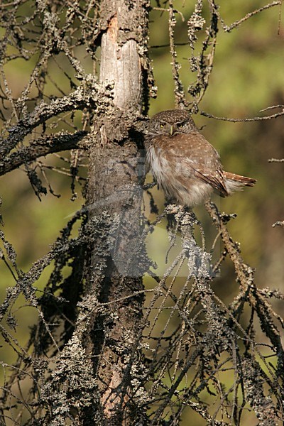 Eurasian Pygmy Owl adult perched; Dwerguil volwassen zittend stock-image by Agami/Menno van Duijn,
