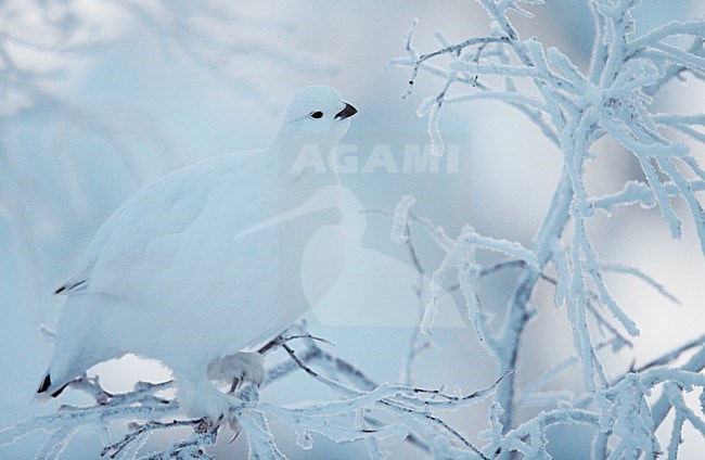Moerassneeuwhoen in de sneeuw; Willow Ptarmigan in the snow stock-image by Agami/Markus Varesvuo,