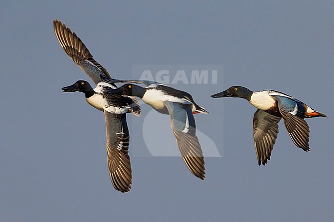 Vliegend mannetje Slobeend; Northern Shoveler male in flight stock-image by Agami/Daniele Occhiato,