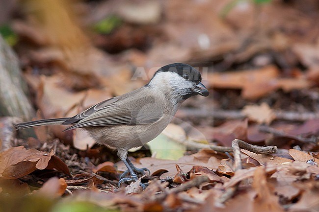 Glanskop; Marsh Tit;  Poecile palustris ssp. palustris, stock-image by Agami/Ralph Martin,