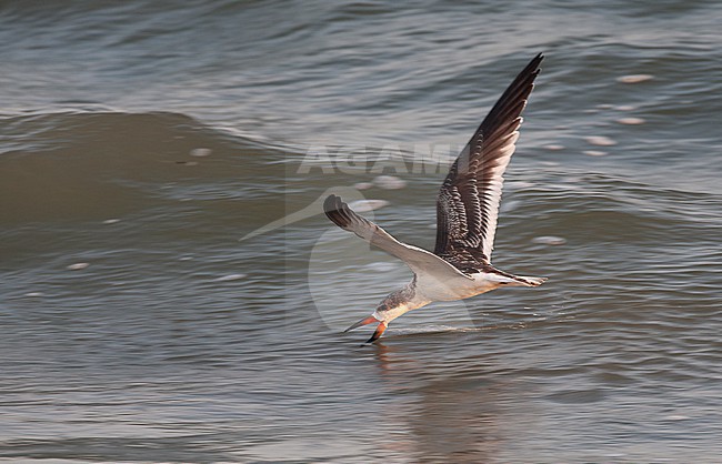 Black Skimmer (Rynchops niger), juvenile fishing at beach in Cape May, New Jersey, USA stock-image by Agami/Helge Sorensen,