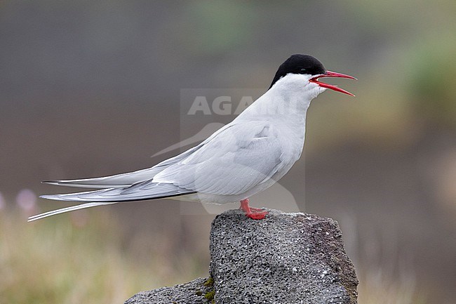 Arctic Tern (Sterna paradisaea), side view of an adult standing on a rock, Southern Peninsula, Iceland stock-image by Agami/Saverio Gatto,