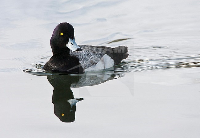  stock-image by Agami/Marc Guyt,