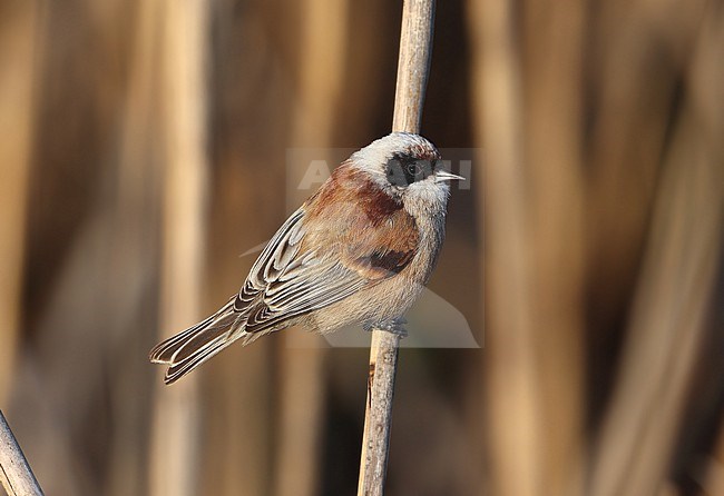 Eurasian Penduline Tit  (Remiz pendulinus) taken at Hyeres - France stock-image by Agami/Aurélien Audevard,