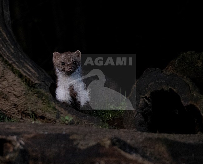 Beech Marten (Martes foina) searching for food during the night stock-image by Agami/Roy de Haas,
