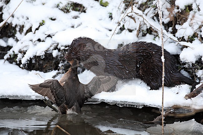 American Mink (Neovison vison) with caught Little Grebe at Nivå in Denmark during winter. stock-image by Agami/Helge Sorensen,