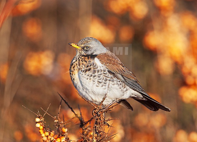 Wintering Fieldfare (Turdus pilaris) perched in a sea-buckthorn (Hippophae rhamnoides) on Terschelling, Netherlands. Orange berries from the tree in the background. stock-image by Agami/Arie Ouwerkerk,