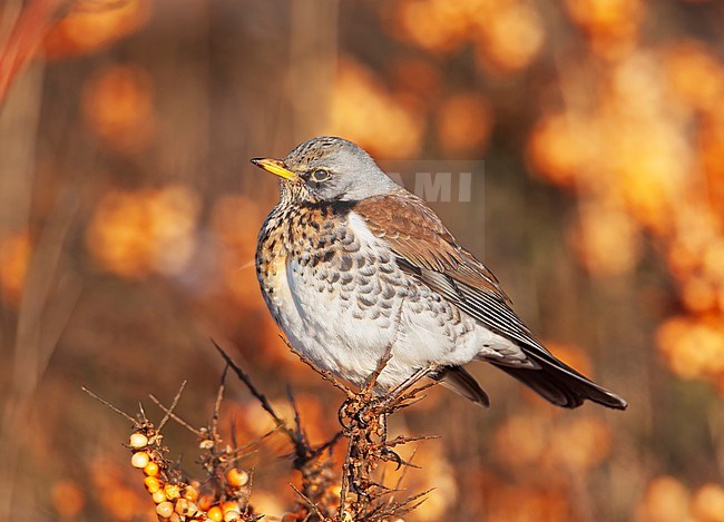 Wintering Fieldfare (Turdus pilaris) perched in a sea-buckthorn (Hippophae rhamnoides) on Terschelling, Netherlands. Orange berries from the tree in the background. stock-image by Agami/Arie Ouwerkerk,