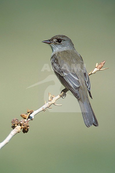 Adult Willow Flycatcher, Empidonax traillii
Kern Co., California, USA
October 2017 stock-image by Agami/Brian E Small,