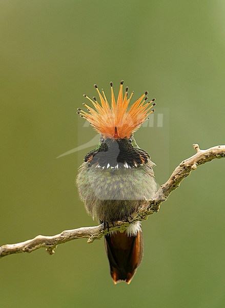 Front view of a male Rufous-crested Coquette (Lophornis delattrei) with open crest, perched on a branch in the Moyobamba region, Peru, South America. stock-image by Agami/Steve Sánchez,