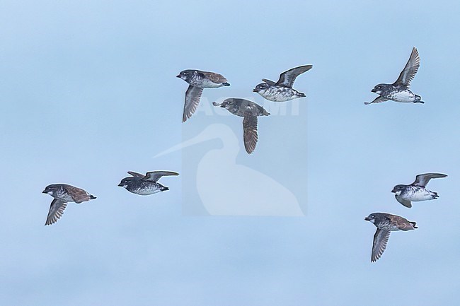 Least Auklet (Aethia pusilla) at a breeding colony on St Paul Island, Alaska stock-image by Agami/Dubi Shapiro,