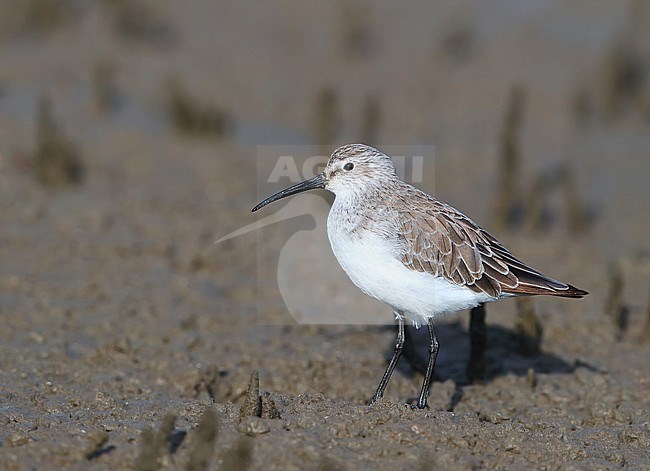 Wintering Curlew Sandpiper (Calidris ferruginea) at Burnett Heads, Bundaberg, in Australia. stock-image by Agami/Aurélien Audevard,