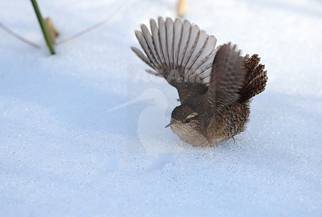 Winter Wren (Troglodytes troglodytes) taking off from the ground in Gærdesmutte, Insulinmosen, Denmark. stock-image by Agami/Helge Sorensen,