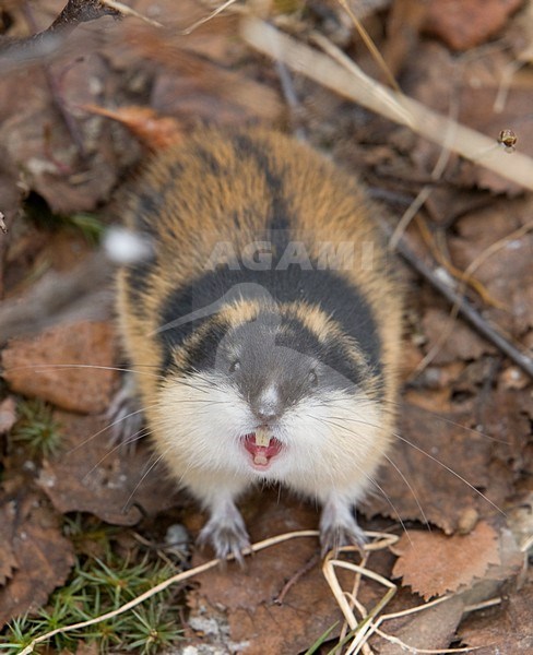 Berglemming; Norway Lemming stock-image by Agami/Jari Peltomäki,