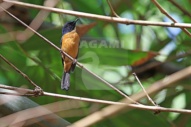 Tanahjampea blue flycatcher (Cyornis djampeanus), found on the islands of Tanahjampea and Kalao in the Selayar Islands in Indonesia. stock-image by Agami/James Eaton,