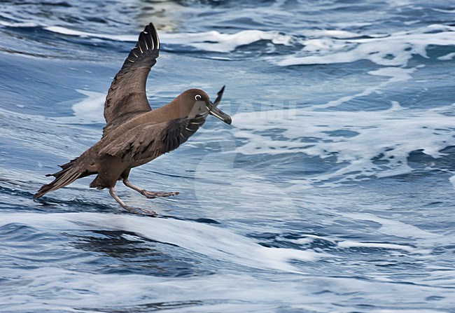Zwarte Albatros landend; Sooty Albatros landing stock-image by Agami/Marc Guyt,