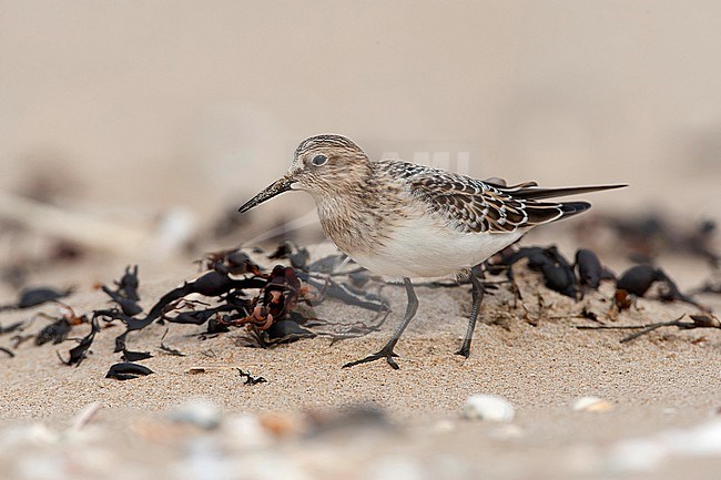 First-winter Baird's Sandpiper (Calidris bairdii) on the beach of Wassenaar, Netherlands. rare vagrant from North America. stock-image by Agami/Marc Guyt,