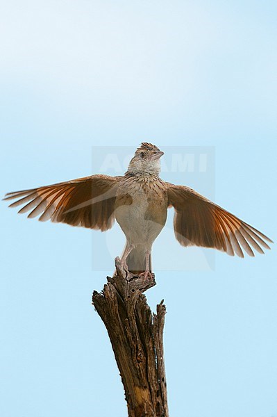 A territorial display of a Rufous-naped lark, Mirafra africana. Savute Marsh, Chobe National Park, Botswana. Also known as Corrypha africana. stock-image by Agami/Sergio Pitamitz,