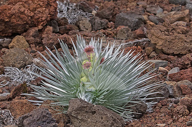 Silversword (Argyroxiphium species) on Maui island, Hawaii, United States. stock-image by Agami/Pete Morris,