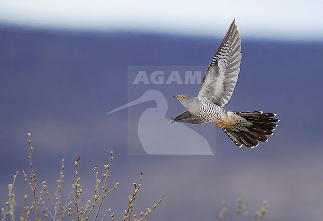 Above view of a male Common Cuckoo, (Cuculus canorus) in flight. Finland, Utsjoki stock-image by Agami/Markku Rantala,
